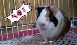 豚鼠血肉之花在线观看,惊悚悬疑，探秘生死边缘