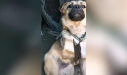 功夫狗在线观看,在线观看，领略中华武术风采