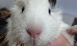 豚鼠血肉之花在线观看,惊悚悬疑，探秘生死边缘