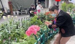 种花王大爷爆料视频下载,花海背后的惊人秘密