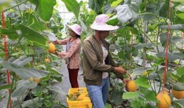 网红吃瓜基地,揭秘娱乐圈幕后风云